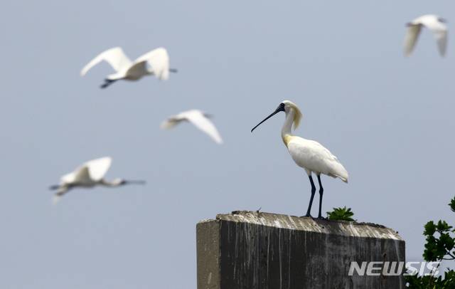 [군산=뉴시스]윤난슬 기자 = 전북녹색연합과 새만금시민생태조사단은 최근 전북 군산시 옥도면 개야도 앞 무인도인 일명 '노루섬'에서 멸종위기 1급 조류인 저어새와 노랑부리백로가 집단으로 번식하고 있는 것을 확인했다고 27일 밝혔다.(사진=전북환경연합 제공)
