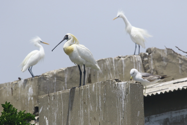 [군산=뉴시스]윤난슬 기자 = 저어새와 노랑부리백로의 번식지 사진.(사진=전북환경연합 제공) *재판매 및 DB 금지