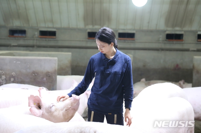 [알아봅시다]스트레스 없는 '동물복지 돼지' 아시나요