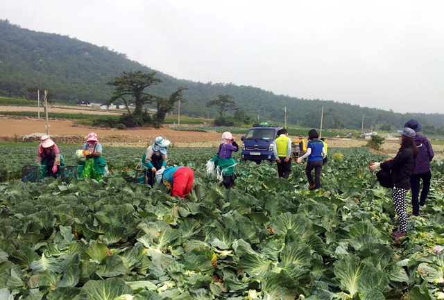 [진도=뉴시스] 국내 체류 외국인 한시적 계절근로. *재판매 및 DB 금지