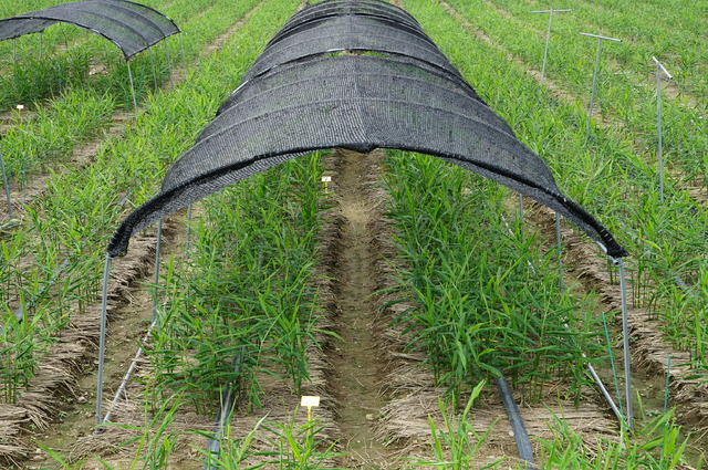 [안동=뉴시스] 생강 차광재배 광경. (사진=경북도 제공) 2021.06.01 *재판매 및 DB 금지