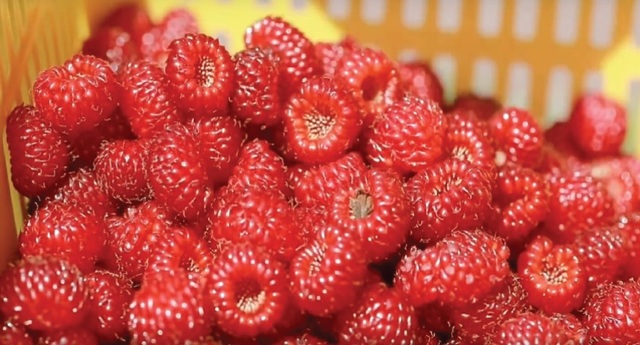 [진주=뉴시스] 김해 산딸기. *재판매 및 DB 금지