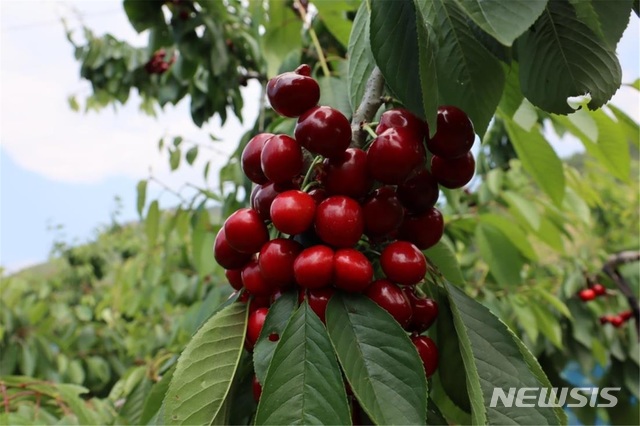 경주체리 조생종(조대과)