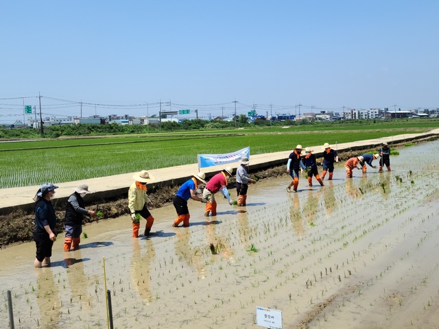 토정 벼 '손 모내기' 시연. (사진=경기도 제공) *재판매 및 DB 금지