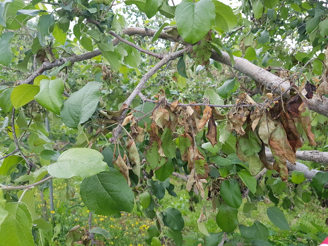 [세종=뉴시스] 과수화상병(사진=농촌진흥청) *재판매 및 DB 금지