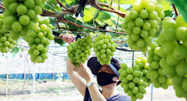 [함평=뉴시스] 함평지역 샤인머스켓 수확. (사진=함평군 제공) photo@newsis.com *재판매 및 DB 금지