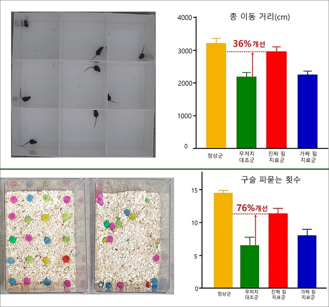 [대전=뉴시스]침 치료 통한 우울 행동증상 개선 효능 확인. 우울증을 유발한 실험쥐에게 진짜 침(간정격) 치료 시 총 이동거리는 36% 증가하고 구슬 묻는 횟수는 76% 증가한데 반해 가짜 침 치료군의 경우 유의한 결과를 보이지 않았다. *재판매 및 DB 금지