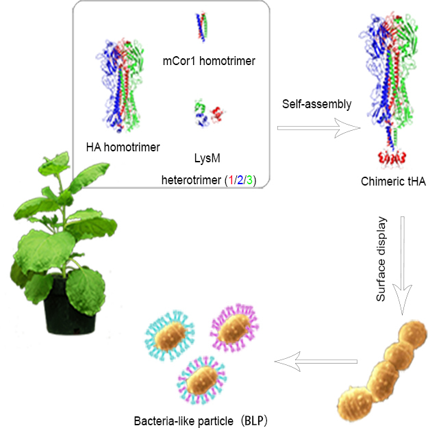 [포항=뉴시스] 강진구 기자 = 포스텍(총장 김무환)은 생명과학과 황인환 교수, 통합과정 송시진씨 연구팀이 건국대 송찬선 교수, 경상대 김외연 교수, 바이오앱㈜ 손은주 대표와 공동연구를 통해 식물을 이용해 면역증가제 없이 인플루엔자 바이러스에 강한 면역 반응을 유도하는 재조합 단백질 백신을 개발했다고 10일 밝혔다.사진은 조류독감 그린백신 생산 모식도.(사진=포스텍 제공) 2021.06.10.photo@newsis.com *재판매 및 DB 금지