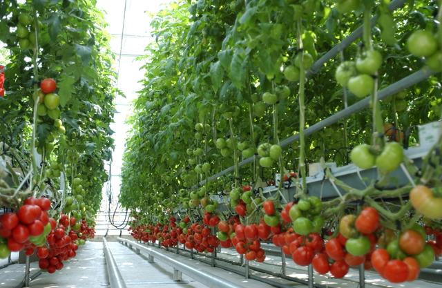 [진주=뉴시스] 진주시 신선농산물 생산기반 지원. *재판매 및 DB 금지