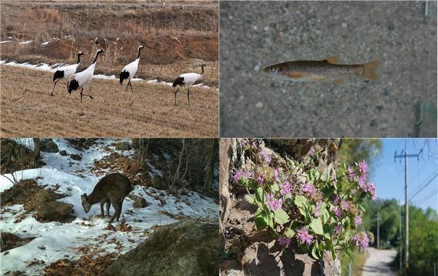 [서울=뉴시스] 비무장지대(DMZ)에서 확인된 멸종위기종들. 왼쪽 상단부터 시계 방향순으로 두루미, 버들가지, 분홍장구채, 사향노루. (사진=환경부 제공). 2021.06.17. photo@newsis.com *재판매 및 DB 금지