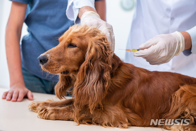 [서울=뉴시스] 반려견 예방접종. (사진=유토이미지)