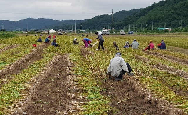 의성군 사곡면에서 마늘을 수확하고 있다. (사진=뉴시스DB)