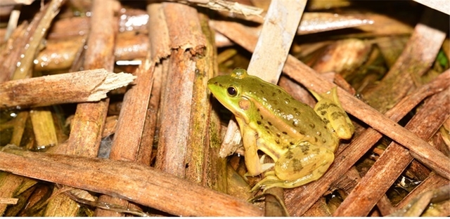 [완주=뉴시스] 강명수 기자 =전북 완주군은 금와습지생태공원에서 멸종위기 야생생물 2급인 금개구리의 서식이 확인됐다고 18일 밝혔다. (사진 =완주군 제공) 2021.06.18. photo@newsis.com *재판매 및 DB 금지