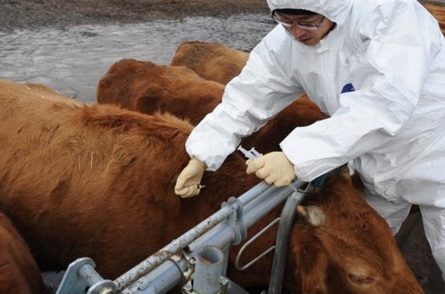 [서산=뉴시스] 소 브루셀라병 백신 접종 모습. (사진=뉴시스 DB). photo@newsis.com *재판매 및 DB 금지