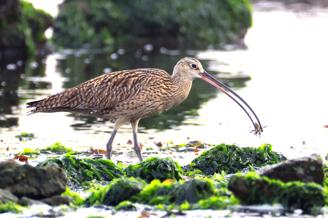[울산=뉴시스]울산 해안에서 목격된 멸종위기야생생물 Ⅱ급 '알락꼬리마도요'. (사진=윤기득 작가 제공) photo@newsis.com&nbsp; *재판매 및 DB 금지