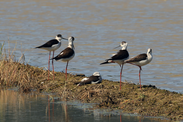 [울산=뉴시스]울산 해안지역 찾은 장다리물떼새 무리. (사진=윤기득 작가 제공) photo@newsis.com *재판매 및 DB 금지