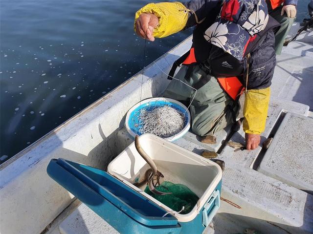 [부산=뉴시스] 지난해 4월26일부터 약 한 달간 실시한 낙동강 하굿둑 1차 개방 운영 기간에 기수역에서 잡힌 뱀장어의 모습. (사진=뉴시스 DB). photo@newsis.com *재판매 및 DB 금지