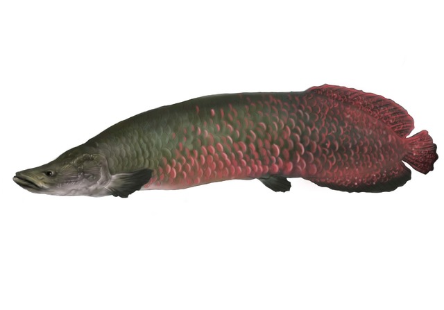 아마존의 괴물 ‘피라루크’ *재판매 및 DB 금지