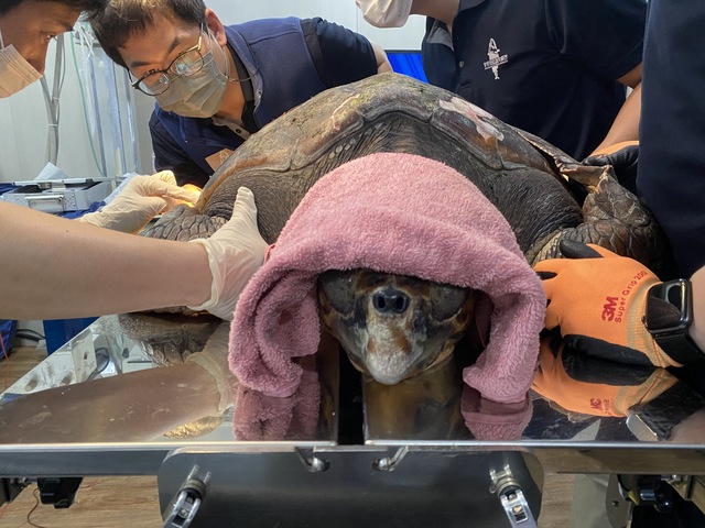 [울산=뉴시스]지난 17일 경북 영덕군 앞바다에서 등갑을 다친 채 발견된 붉은바다거북이 등갑 고정 수술을 받고 있다. (사진=울산 남구도시관리공단 제공) photo@newsis.com *재판매 및 DB 금지