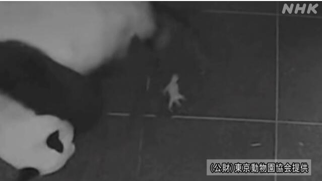 [서울=뉴시스] 일본 도쿄 우에노(上野)동물원에서 자이언트 판다 '신신'(15세)이 23일 새끼 판다를 출산한 모습. (사진출처: NHK 홈페이지 캡쳐)2021.06.23. 