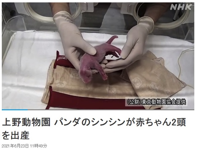 [서울=뉴시스]일본 도쿄 우에노(上野)동물원에서 23일 출생한 쌍둥이 판다 중 한 마리의 모습. (사진출처: NHK 홈페이지 캡쳐) 2021.06.23.
