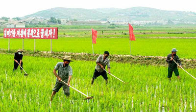 [서울=뉴시스] 능률높은 소농기구를 제작하여 김매기성과 확대. 2021.06.26. (사진=노동신문 캡처) *재판매 및 DB 금지