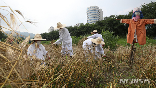[서울=뉴시스]조수정 기자 = 사진은 2021년 6월 29일 오전 서울 서초구 양재천 유기농 보리밭에서 서초구 양재천 관리 근로자들이 보리를 수확하고 있는 모습. 2021.06.29. chocrystal@newsis.com