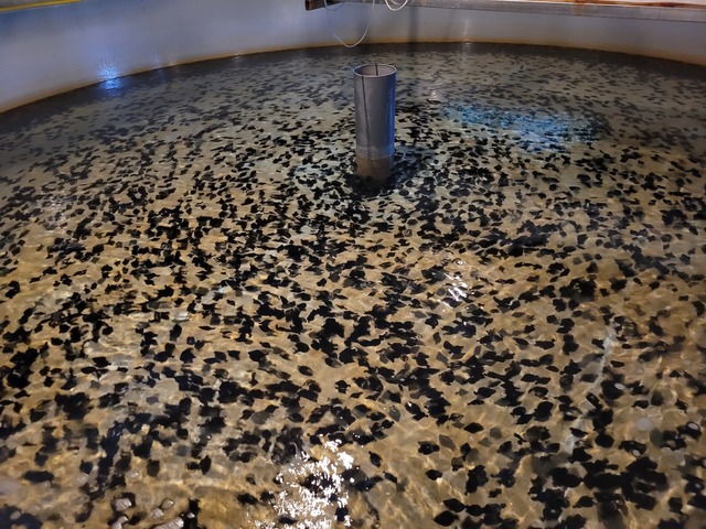 [안동=뉴시스] 범가자미 치어. (사진=경북도 제공) 2021.06.30 *재판매 및 DB 금지