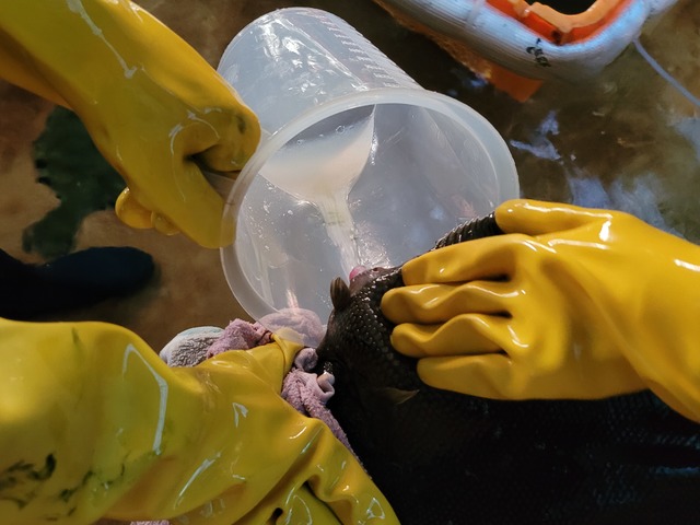 [안동=뉴시스] 범가자미 채란. (사진=경북도 제공) 2021.06.30 *재판매 및 DB 금지