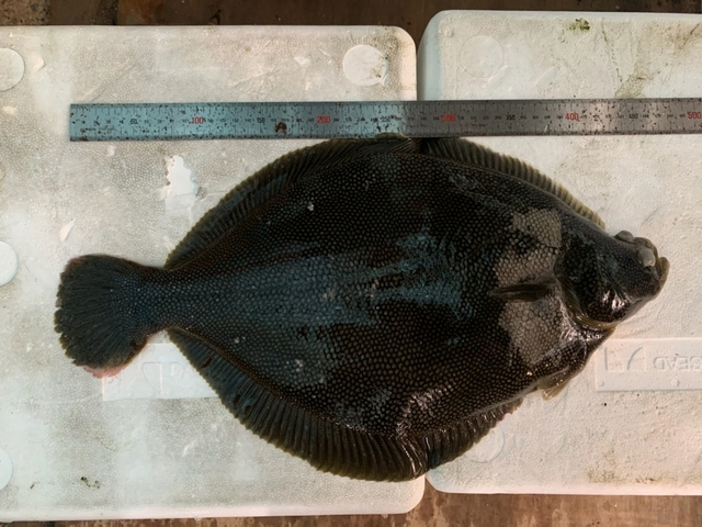 [안동=뉴시스] 범가자미 어미. (사진=경북도 제공) 2021.06.30 *재판매 및 DB 금지