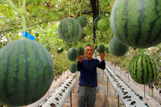 산청 애플수박 수확 모습. *재판매 및 DB 금지