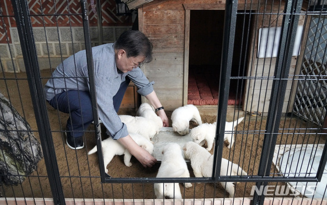 [서울=뉴시스]김진아 기자 = 문재인 대통령은 3일 SNS를 통해 북한에서 온 풍산개 ‘곰이’와 원래 데리고 있던 풍산개 ‘마루’가 낳은 새끼들을 공개 했다. (사진=청와대 제공) 2021.07.03. bluesoda@newsis.com