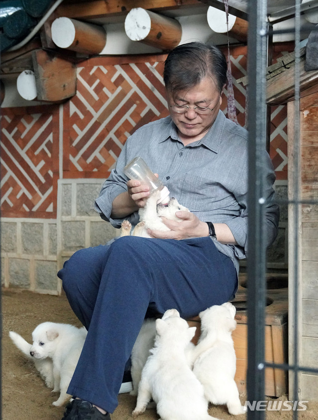 [서울=뉴시스]김진아 기자 = 문재인 대통령은 3일 SNS를 통해 북한에서 온 풍산개 ‘곰이’와 원래 데리고 있던 풍산개 ‘마루’가 낳은 새끼들을 공개 했다. (사진=청와대 제공) 2021.07.03. bluesoda@newsis.com