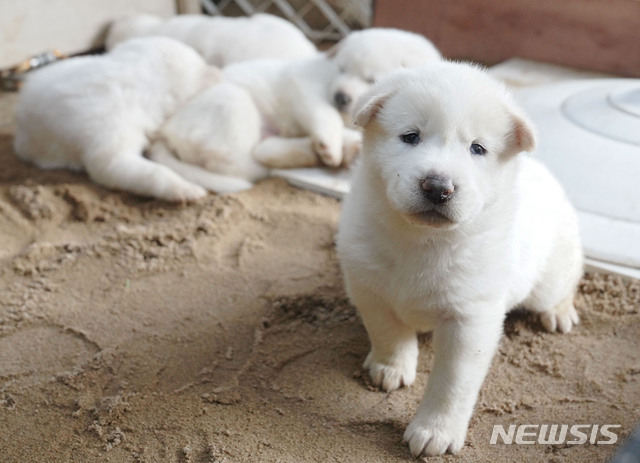 [서울=뉴시스]김진아 기자 = 문재인 대통령은 3일 SNS를 통해 북한에서 온 풍산개 ‘곰이’와 원래 데리고 있던 풍산개 ‘마루’가 낳은 새끼들을 공개 했다. (사진=청와대 제공) 2021.07.03. bluesoda@newsis.com