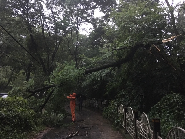 [창원=뉴시스] 강경국 기자 = 경남 창원시 마산회원구 합성동의 한 사찰 입구 근처에서 6일 오전 나무가 집중호우에 쓰러져 안전 조치가 이뤄지고 있다. (사진=창원소방본부 제공). 2021.07.06. photo@newsis.com *재판매 및 DB 금지