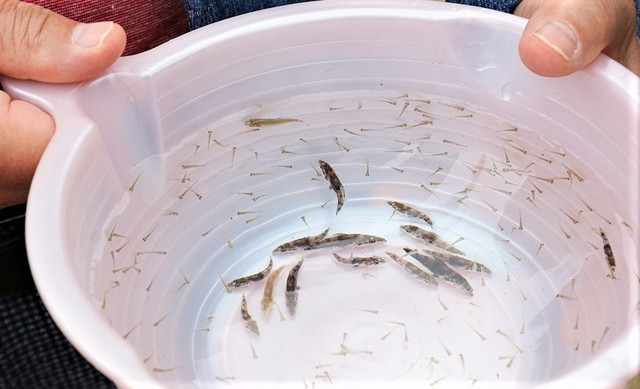 청주시, 달천·대청호에 쏘가리 치어 2만9000마리 방류