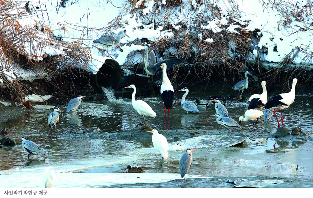 [고창=뉴시스] 이학권 기자 =전북 고창군은 황새(천연기념물 199호, 환경부지정 멸종위기종 1급)의 서식지 보호와 산란을 돕기 위한 인공 둥지탑 설치 작업을 완료했다고 7일 밝혔다. (사진 = 박현규 사진작가 제공).2021.07.07 photo@newsis.com *재판매 및 DB 금지
