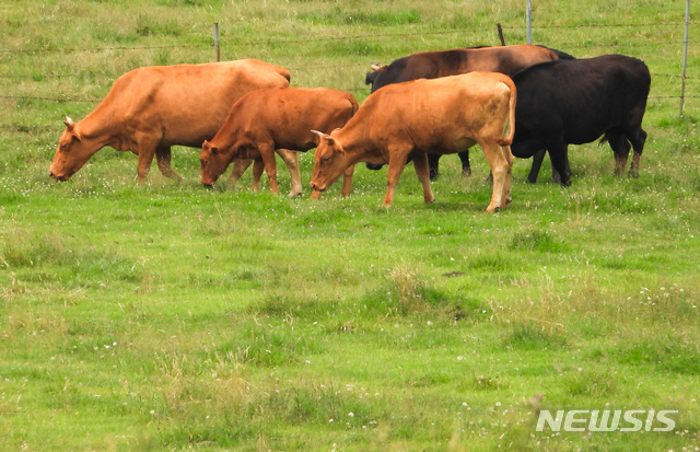 [제주=뉴시스] 우장호 기자 = 제주시 아라동 인근 목초지에서 소들이 풀을 뜯고 있다. (사진=뉴시스DB) woo1223@newsis.com