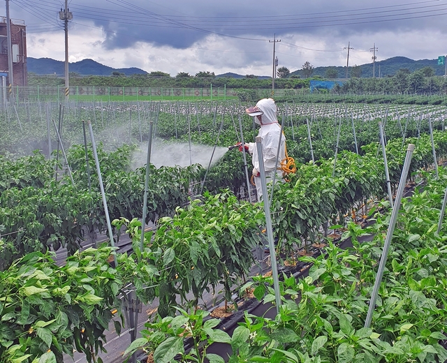 '고추 주산지' 괴산·음성, 긴 장마에 병충해 촉각