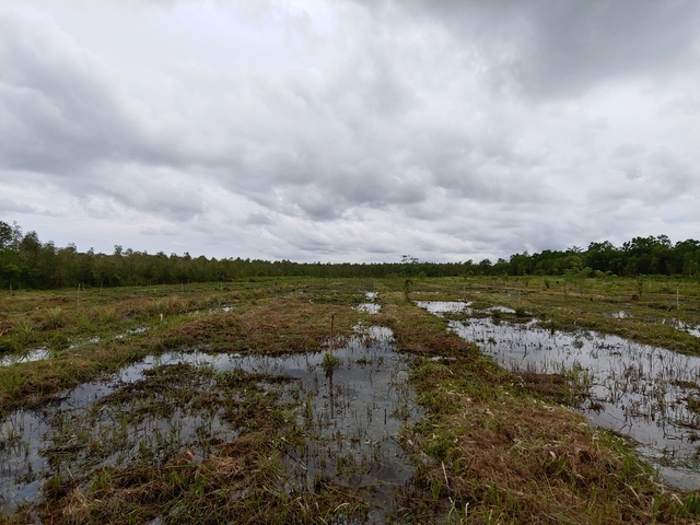 [대전=뉴시스] 인도네시아 중부 칼리만탄 분또이 지역의 이탄지 전경. *재판매 및 DB 금지