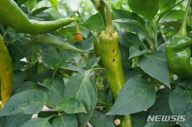 [세종=뉴시스] 담배나방(사진=농촌진흥청)