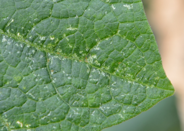 [안동=뉴시스] 오이 총채벌레. (사진=경북도 제공) 2021.07.14 *재판매 및 DB 금지