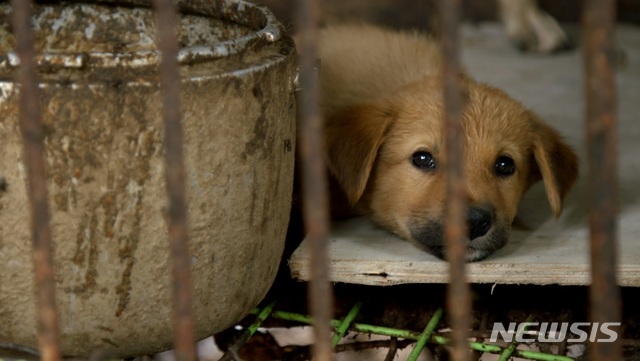 [서울=뉴시스] 다큐 '누렁이' 스틸. (사진=저스트 브라이트 프로덕션즈 제공) 2021.07.21 photo@newsis.com
