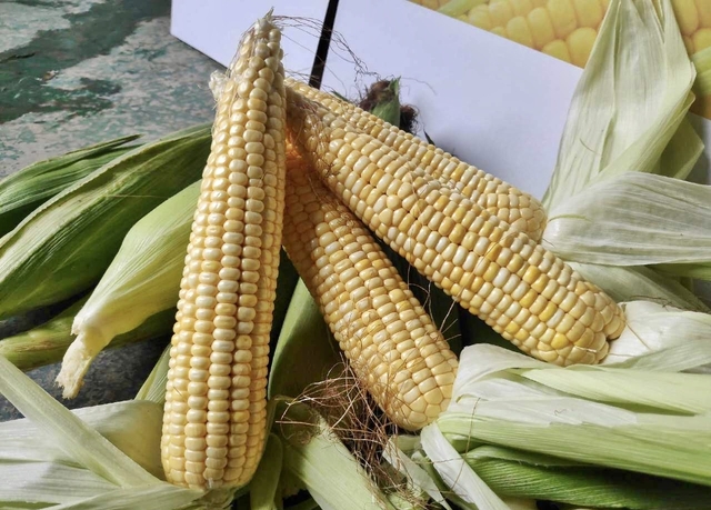 [괴산=뉴시스]황금맛찰옥수수. (사진=괴산군 제공) photo@newsis.com&nbsp; *재판매 및 DB 금지