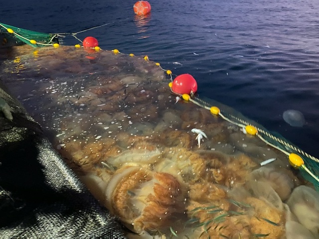 [안동=뉴시스] 동해안에서 그물에 가득 잡힌 노무라깃해파리. (사진=경북도 제공) 2021.07.22 *재판매 및 DB 금지