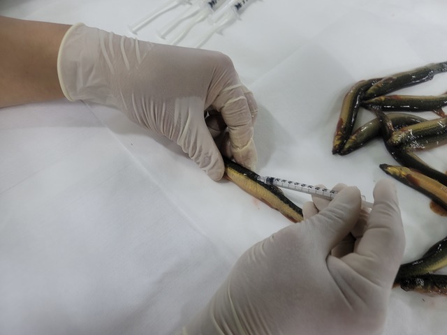 [안동=뉴시스] 경북도 수산자원연구원 토속어류산업화센터에서 토종 미꾸리에 호르몬 처리를 하는 모습. (사진=경북도 제공) 2021.07.23 *재판매 및 DB 금지