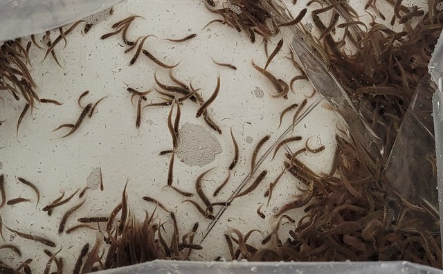 [안동=뉴시스] 이번에 분양하는 토종 미꾸리 치어들. (사진=경북도 제공) 2021.07.23 *재판매 및 DB 금지