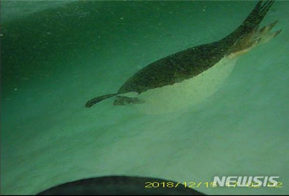 [서울=뉴시스] 난센 빙붕 붕괴 후 노출된 바다에서 사냥 중인 아델리펭귄.
