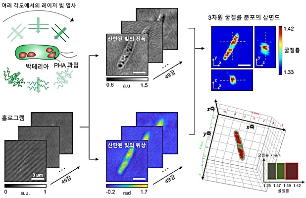 PHA 생산 미생물의 3차원 광 회절 단층 촬영 과정 *재판매 및 DB 금지
