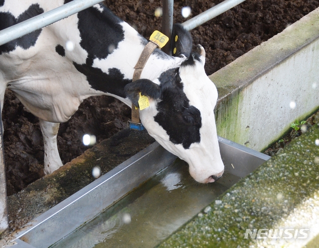[청주=뉴시스] 조성현 기자 = 충북 청주시 흥덕구 오송읍 한 젖소 농가에서 젖소 한 마리가 물을 마시고 있다. 2021.07.27. jsh0128@newsiscom 
